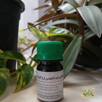 کنفیدور