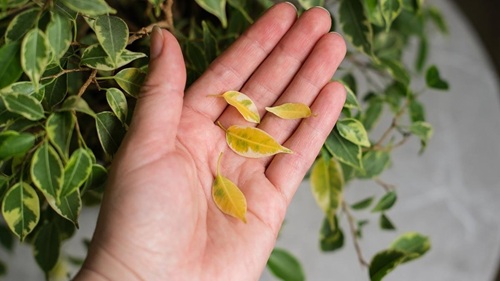 ریزش برگ گیاه